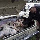 cattle market